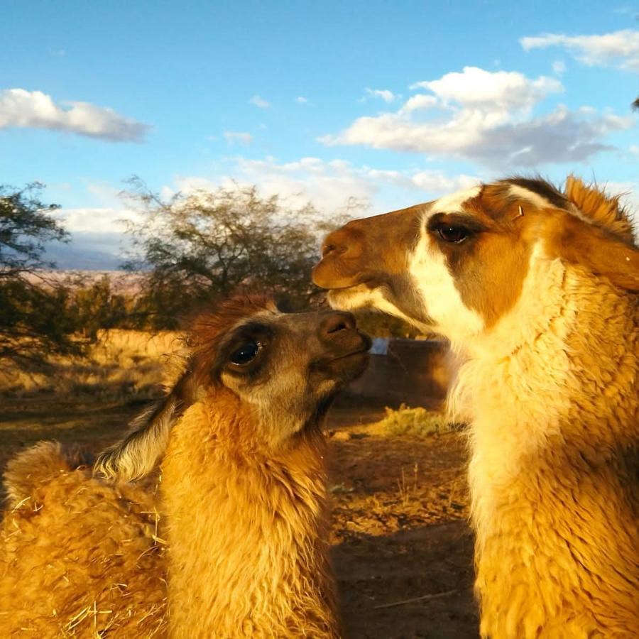 Cabanas Voyage Atacama San Pedro de Atacama Eksteriør bilde