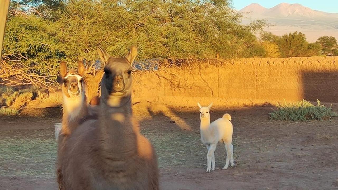Cabanas Voyage Atacama San Pedro de Atacama Eksteriør bilde