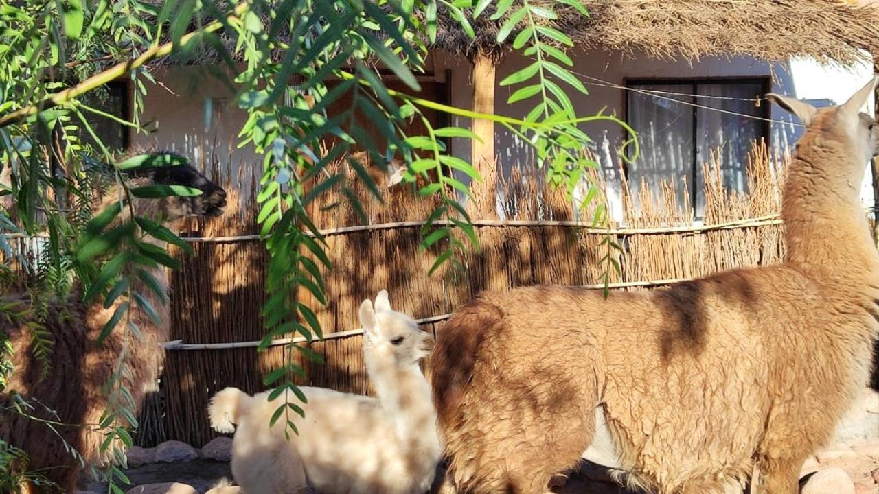 Cabanas Voyage Atacama San Pedro de Atacama Eksteriør bilde