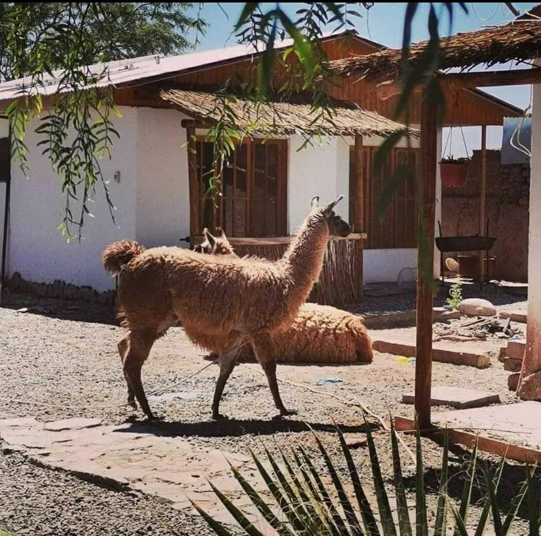 Cabanas Voyage Atacama San Pedro de Atacama Eksteriør bilde
