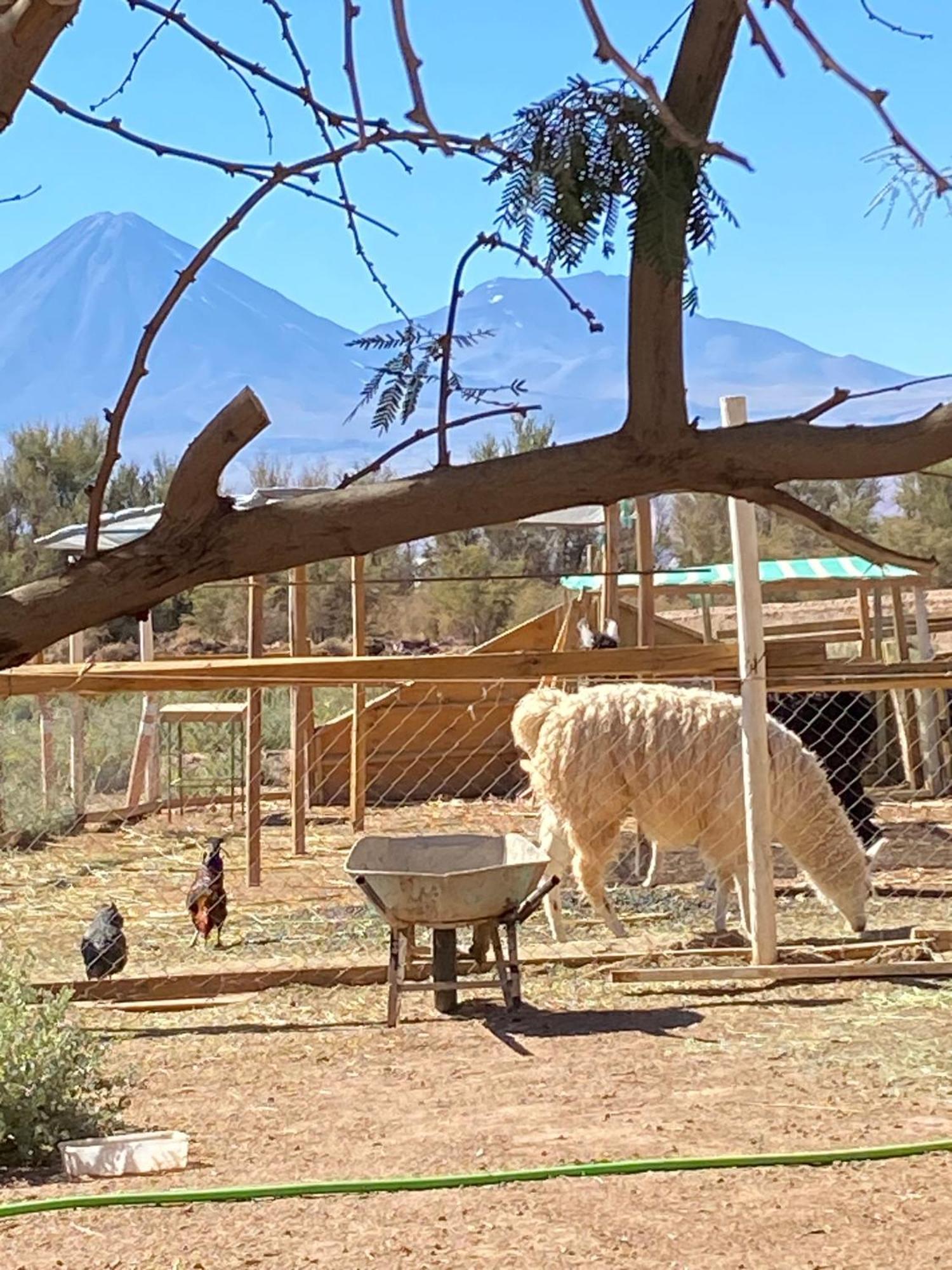 Cabanas Voyage Atacama San Pedro de Atacama Eksteriør bilde